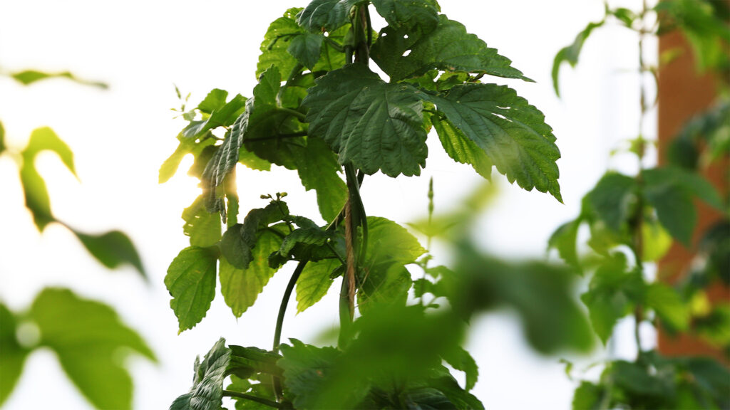Ca' Verzini birrificio agricolo pianta di luppolo