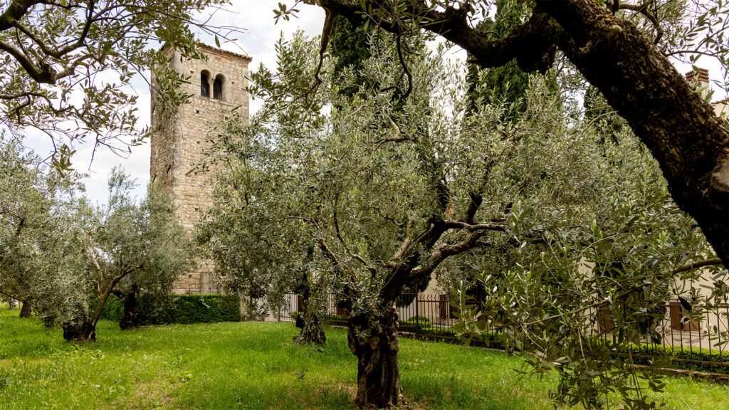 Chiesa di Santa Giustina a Illasi immersa negli olivi