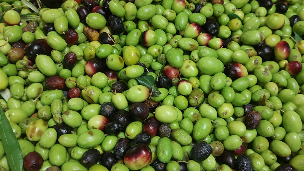 FRANTOIO BALLARINI olive