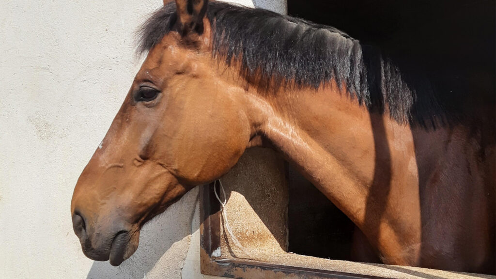 Agriturismo Andreis cavallo
