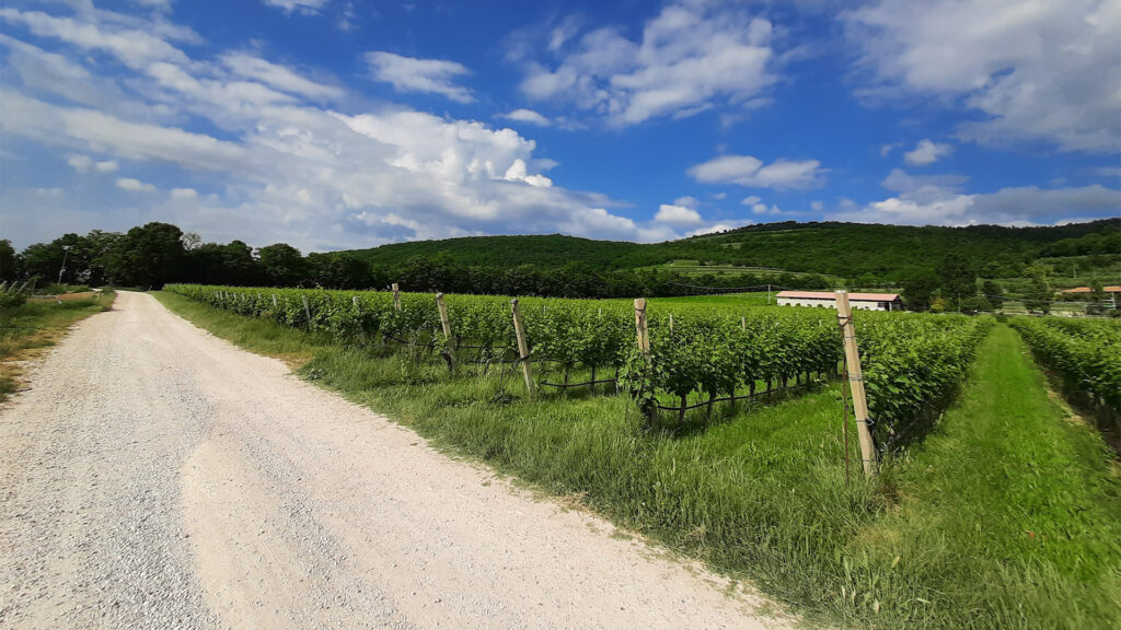 Agriturismo Andreis paesaggio delle colline di Illasi