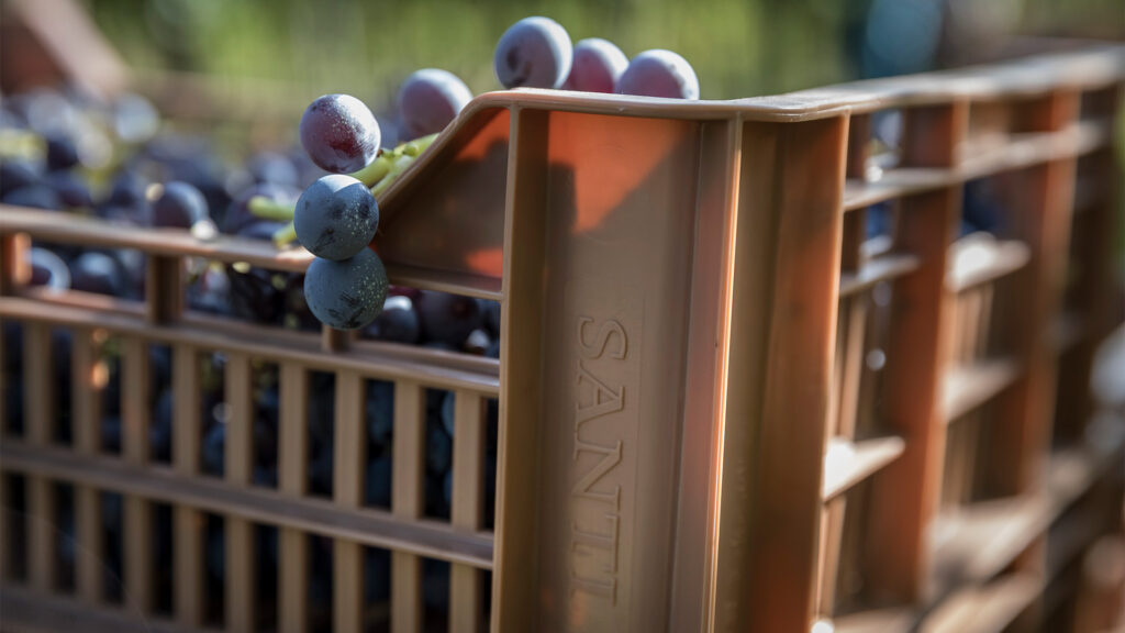 Cantina Santi Illasi, cassetta di uva con particolare del logo