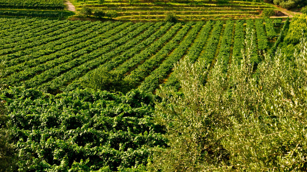 Cantina Santi Illasi, vigneto di Illasi