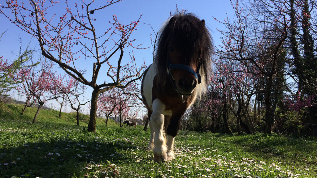 Salgaro Azienda Agricola pony